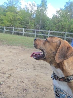 Phil White Dog Park