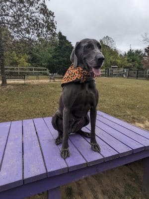 Phil White Dog Park