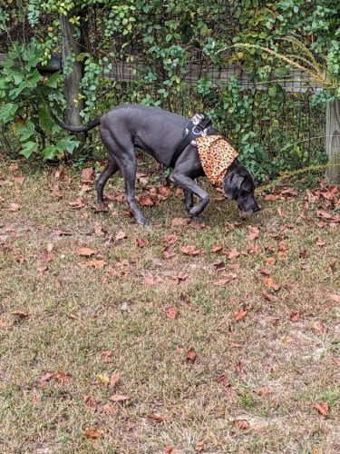 Phil White Dog Park