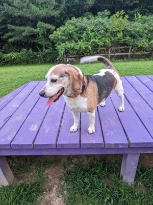 Phil White Dog Park