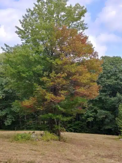 Williams Town Park - Shapleigh, ME
