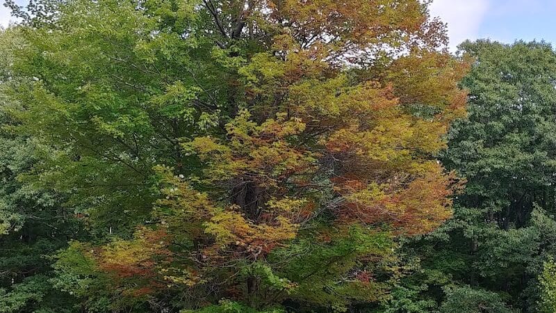 Williams Town Park - Shapleigh, ME