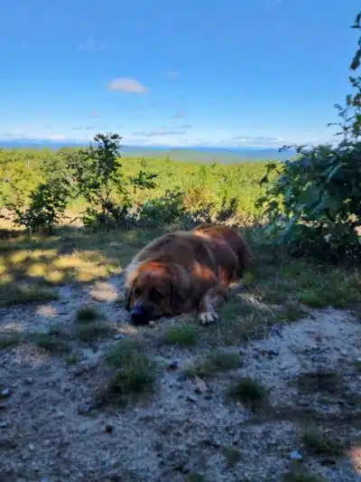 Williams Town Park - Shapleigh, ME