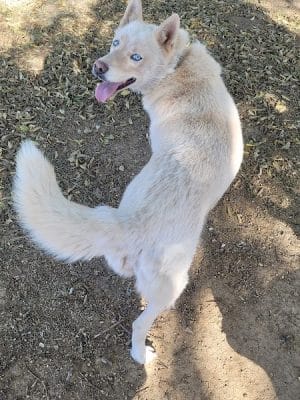 Mary Maxine Williamson Dog Park - Shawnee, OK