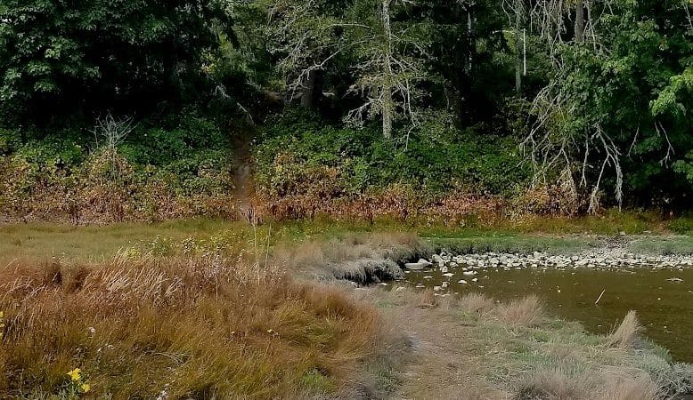 Kennedy Creek Natural Area Preserve - Shelton, WA