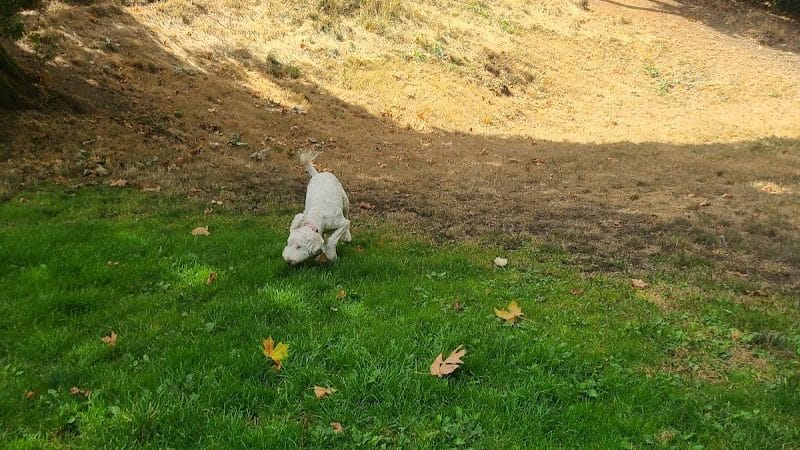 Kneeland Park Off Leash Dog Park - Shelton, WA