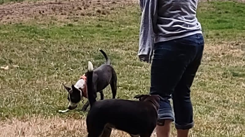 Kneeland Park Off Leash Dog Park - Shelton, WA