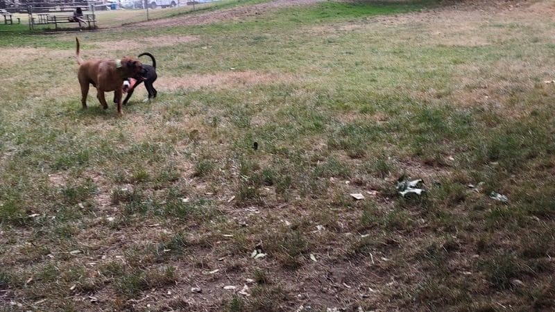 Kneeland Park Off Leash Dog Park - Shelton, WA