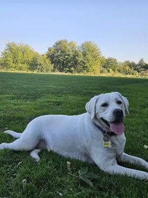Hammel Woods Dog Park