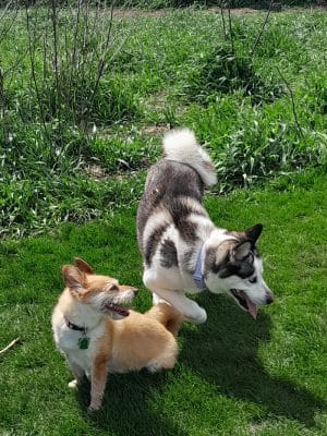 Hammel Woods Dog Park
