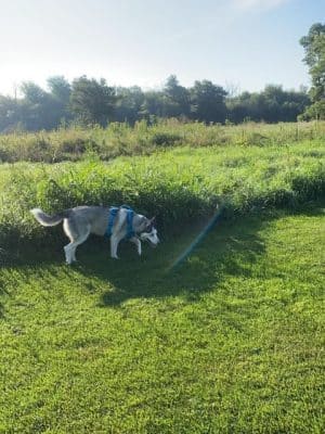 Hammel Woods Dog Park