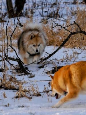 Hammel Woods Dog Park