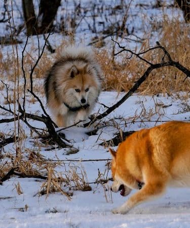 Hammel Woods Dog Park