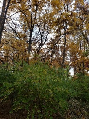 Hammel Woods Dog Park