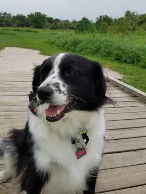 Hammel Woods Dog Park
