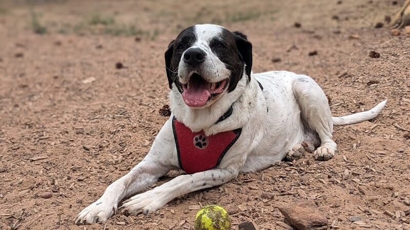 Show Low City Dog Park - Show Low, AZ