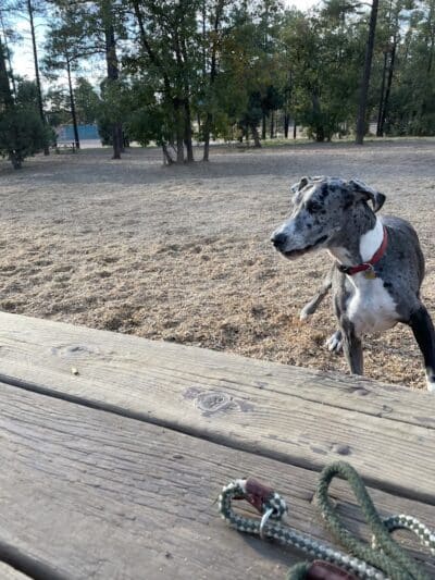 Show Low City Dog Park - Show Low, AZ
