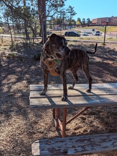Show Low City Dog Park - Show Low, AZ