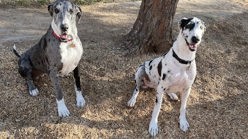 Show Low City Dog Park - Show Low, AZ