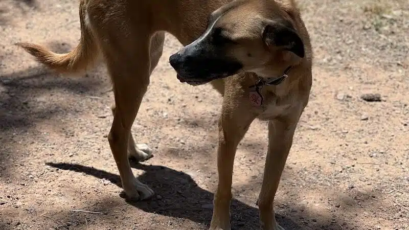 Show Low City Dog Park - Show Low, AZ