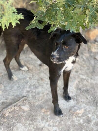 Show Low City Dog Park - Show Low, AZ