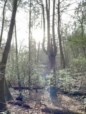 Shackleford Ridge County Park, Signal Mountain Tennessee