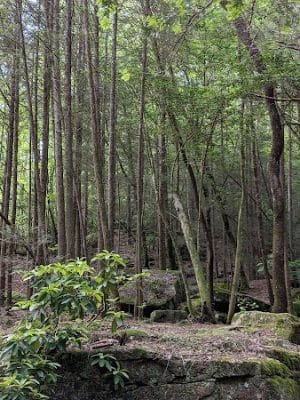Shackleford Ridge County Park, Signal Mountain Tennessee