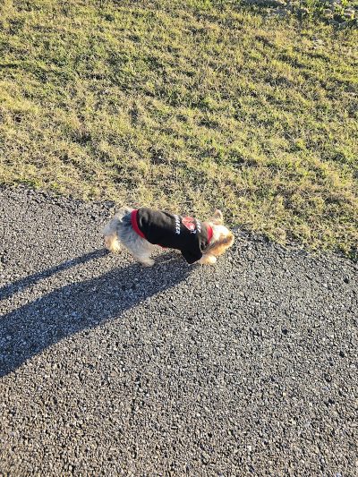 Sikeston Dog Park - Sikeston, MO
