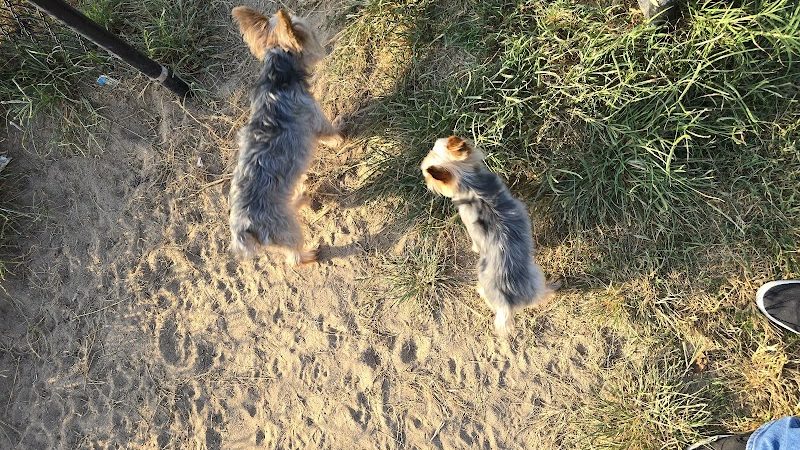 Sikeston Dog Park - Sikeston, MO
