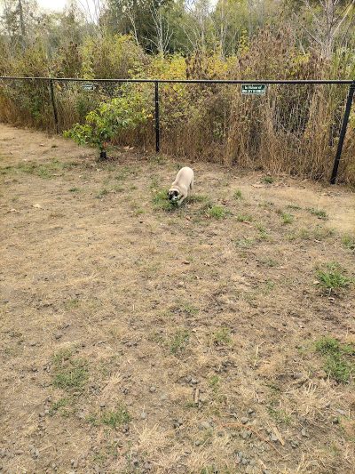 Silverdale Dog Park - Silverdale, WA