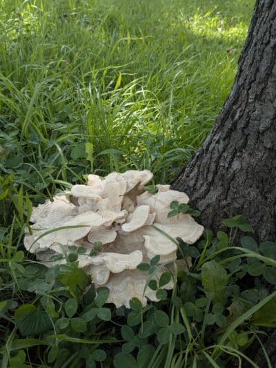 Schadt Park - Silvis, IL