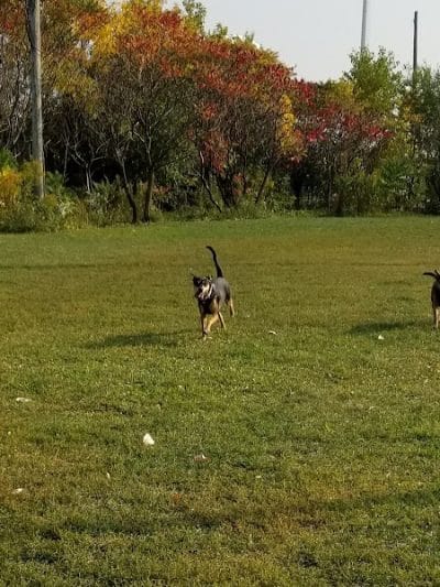 Pooch Park - Skokie, IL