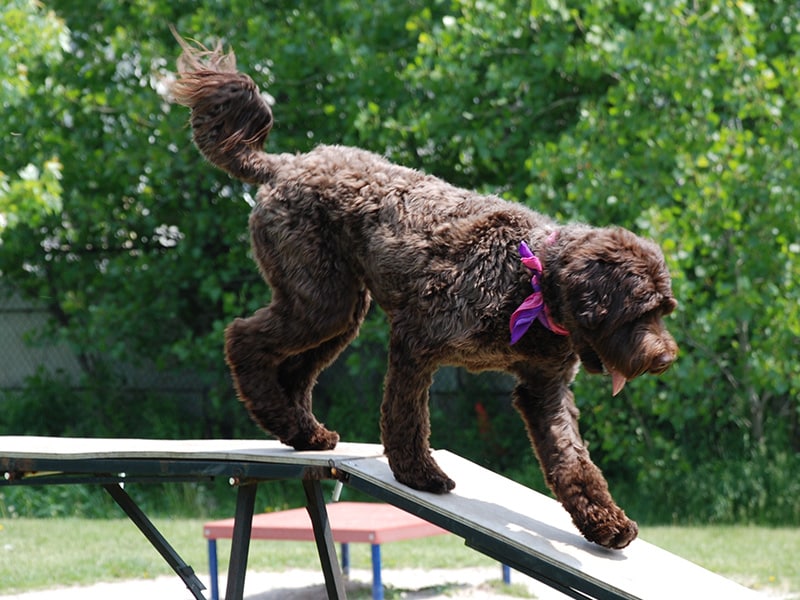 Pooch Park - Skokie, IL
