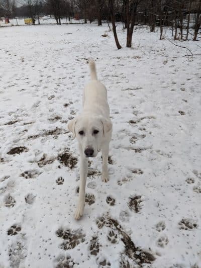 Pooch Park - Skokie, IL