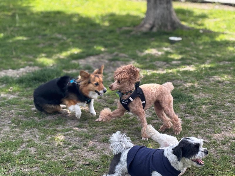 Pooch Park - Skokie, IL