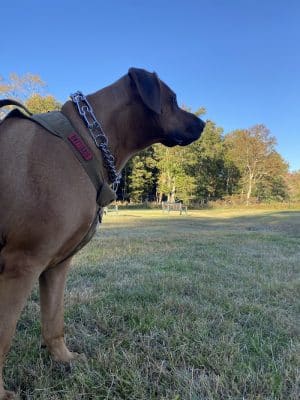 Town of Bethel Dog Park - Smallwood, NY