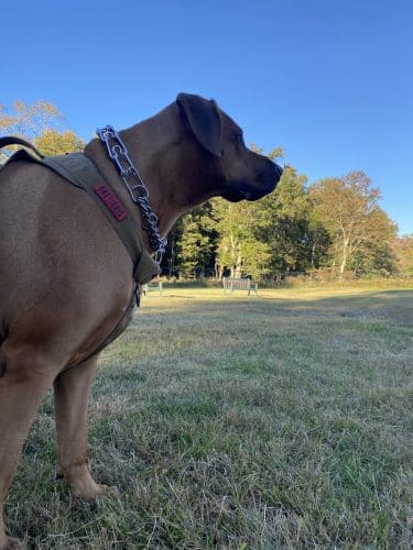 Town of Bethel Dog Park - Smallwood, NY