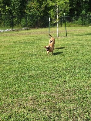 Soddy-Daisy Dog Park