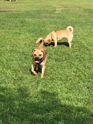 Soddy-Daisy Dog Park