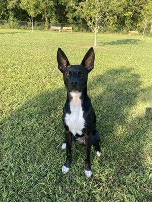 Soddy-Daisy Dog Park
