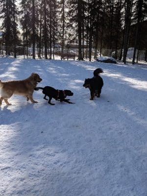 3 Friends Dog Park