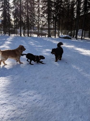 3 Friends Dog Park