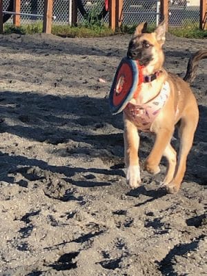 3 Friends Dog Park