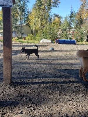 3 Friends Dog Park