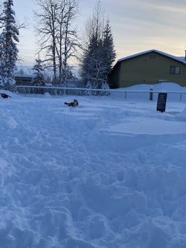 3 Friends Dog Park