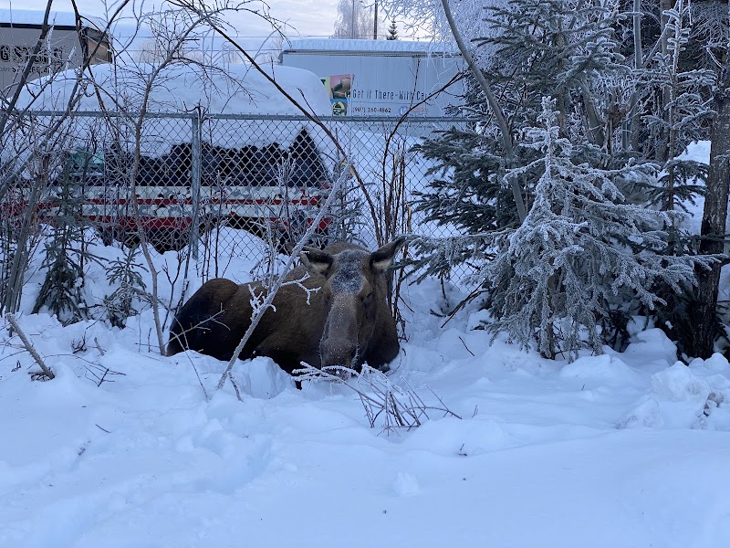 3 Friends Dog Park - Soldotna, AK
