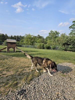 Jager and Friends Dog Park