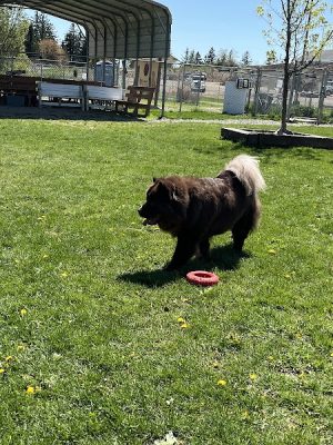 Jager and Friends Dog Park