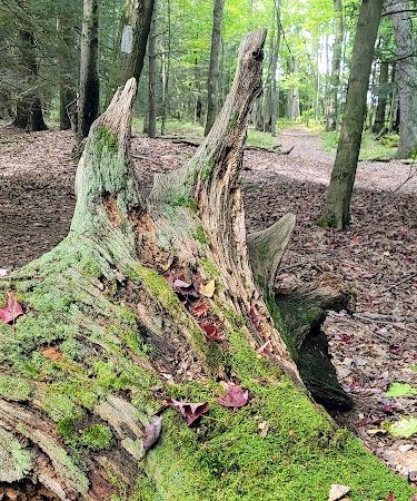 Kimberly Run Natural Area