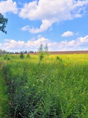 Kimberly Run Natural Area
